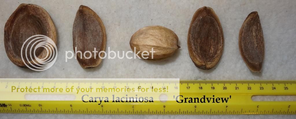 Carya laciniosa 'Grandview' photo CaryalaciniosaGrandviewHickory3_zps4e7fafd5.jpg